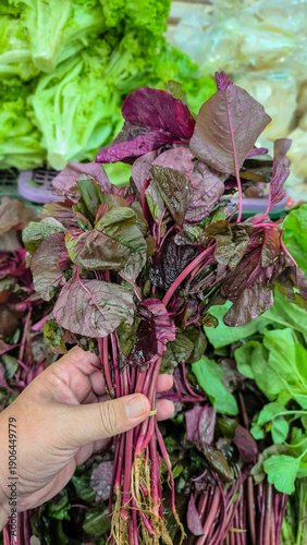 Fresh Red Spinach Bunch Held in Hand at Market