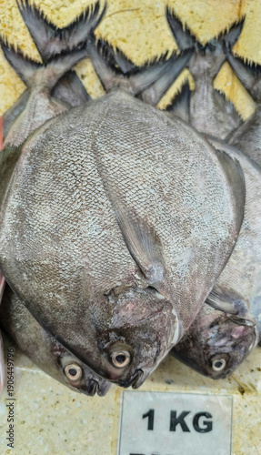 Fresh Black Pomfret Fish at Market
