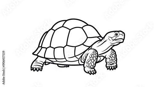 Detailed black and white line art drawing of a tortoise or land turtle with a patterned shell on a white background.