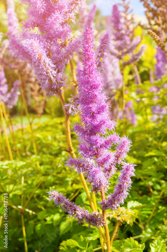 Obraz na plátne Astilbe chinensis - herbaceous perennial flower under soft sunlight