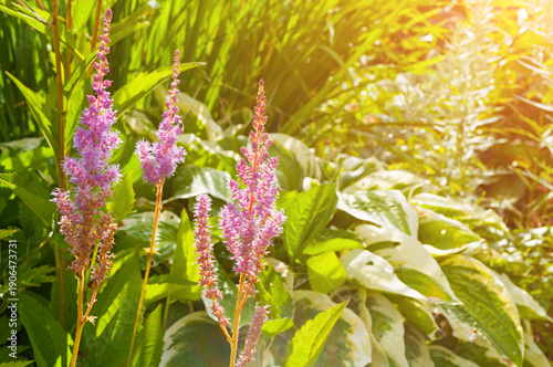 Obraz na plátne Astilbe chinensis flowers in the garden