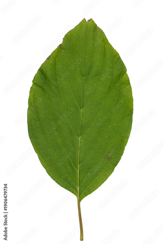 Obraz premium Dogwood Green Leaf Isolated on White Background.