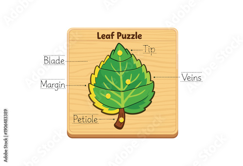 wooden inset puzzle of leaf with parts labeled child tracing shape botany Montessori material clean shapes. colored flat icon vector illustration