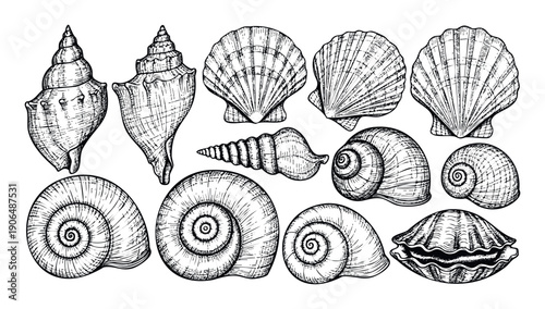 Diverse collection of ocean seashells and marine gastropod mollusk shells presented in a classic engraving style for oceanography, biology, or beach themed projects.