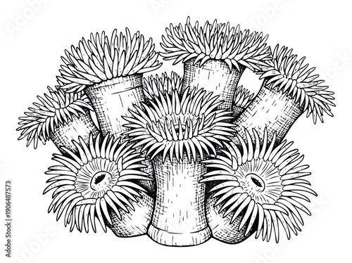 Detailed line drawing of multiple sea anemones with waving tentacles, ideal for educational books, ocean themed decorations, or aquatic biology studies