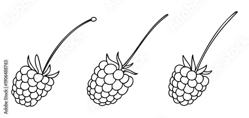 Outline drawings of three raspberries with stems, perfect for coloring books, educational materials, or healthy eating illustrations.