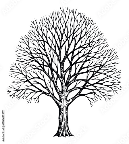 Graphic drawing of a majestic bare deciduous tree with intricate branching structure, ideal for naturethemed logos, seasonal event materials, or botanical and environmental marketing