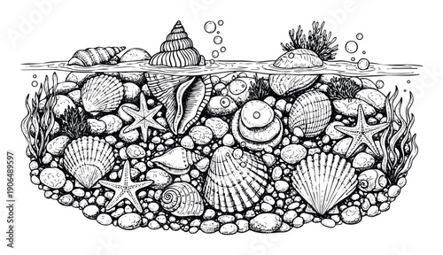 Hand drawn marine ecosystem with seashells, starfish, and ocean plants under and above the water surface, creating an aquatic scene for educational graphics or decorative applications.