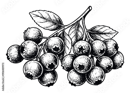 Monochrome linocut style depiction of a blueberry sprig with ripe berries and foliage, ideal for vintagethemed product labels, rustic culinary designs, or organic farm market promotions.
