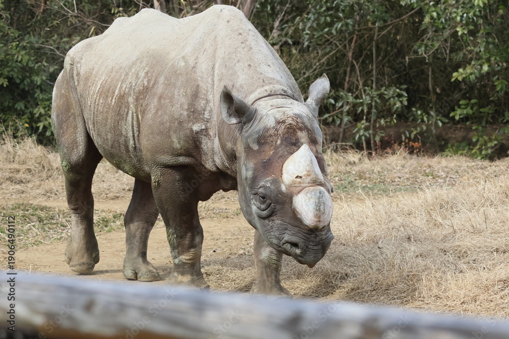 Obraz premium ヒガシクロサイ