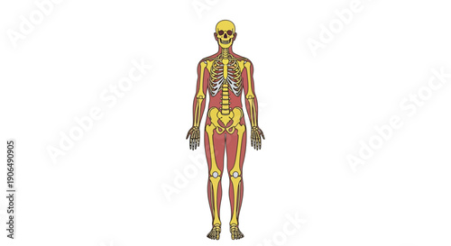 Anatomical illustration of a human skeleton and muscular system