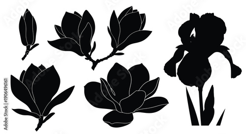 Silhouettes of magnolia flowers and an iris flower