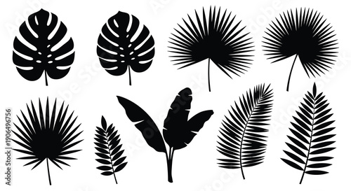 Silhouettes of various tropical leaves on white background