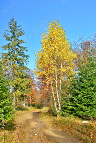Ground rural road in the forest - colorful autumn time.