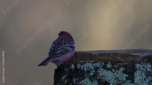 Pallas's rosefinch foraging on the tree trunk for food