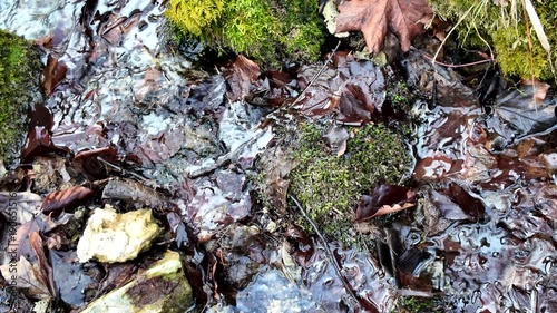 A top-down view showing water trickling through a layer of soaked brown leaves and patches of green moss. The forest floor is damp and rich with the textures of a changing season.