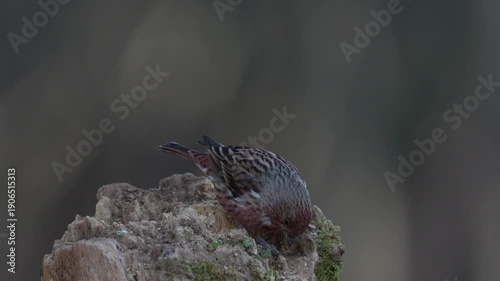 Pallas's rosefinch foraging on the tree trunk for food