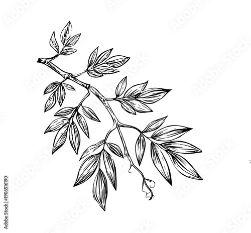 Liana branch with leaves, black and white sketch. Vector illustration. Tropical trees and climbing plants isolated on white background50