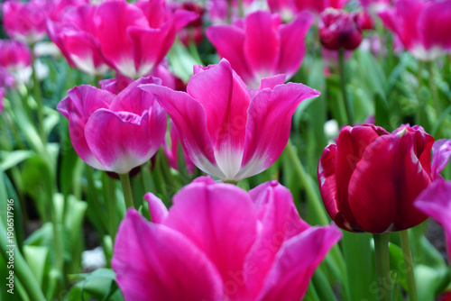 Tulips Flower