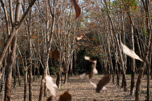 The para rubber tree is standing tall its leaves are falling waiting for new leaves to sprout. autumn season.