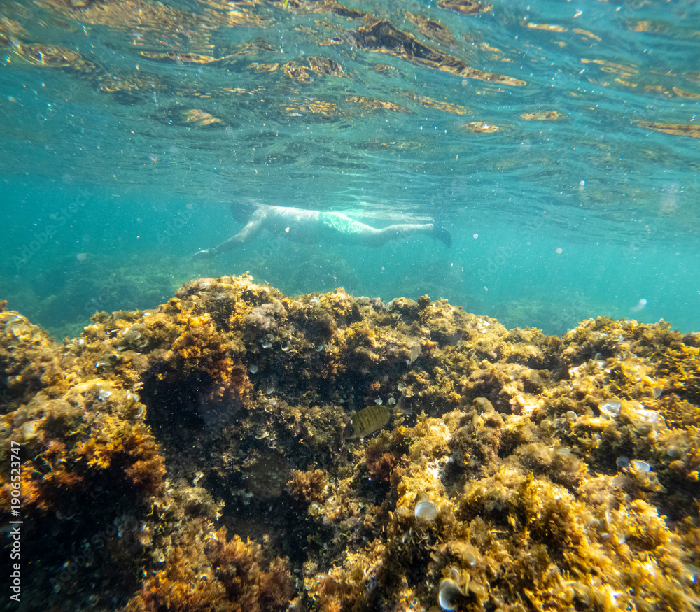 Fototapeta premium Underwater Mediterranean sea in Las Rotas coast marine reserve of San Antonio cape Denia Alicante province Spain