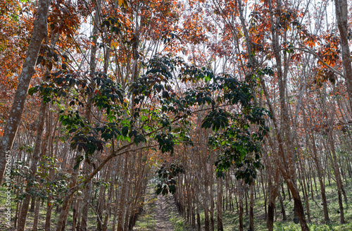 The para rubber tree is standing tall its leaves are falling waiting for new leaves to sprout. autumn season.