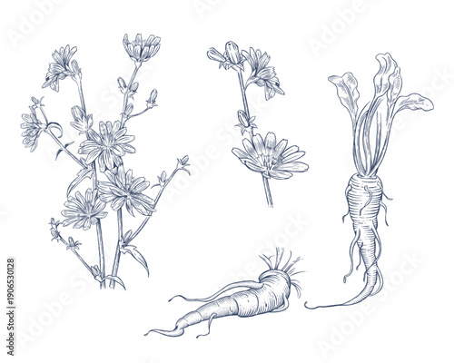 Chicory plant with flowers and root. Hand drawn botanical vector illustration