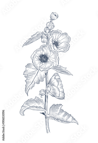 Marshmallow plant with flowers and leaves. Hand drawn botanical vector illustration