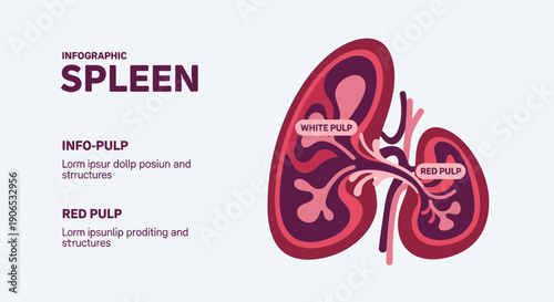Detailed anatomical illustration of the human spleen with labeled parts.