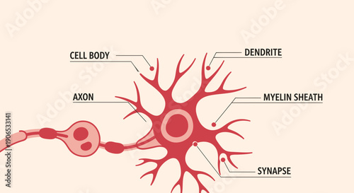 Detailed diagram of a neuron with labeled parts including cell body and axon.