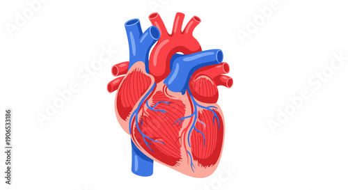 Detailed anatomical illustration of a human heart with chambers and vessels.