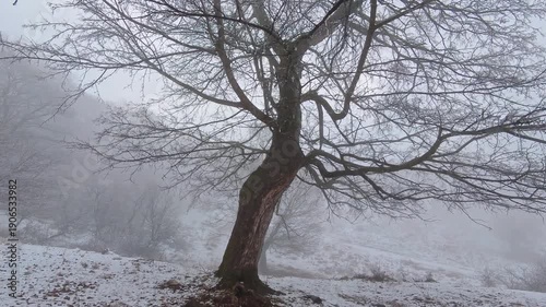 Creepy looking tree in winter forest no leaves on the branches. Camera rotates around the tree
