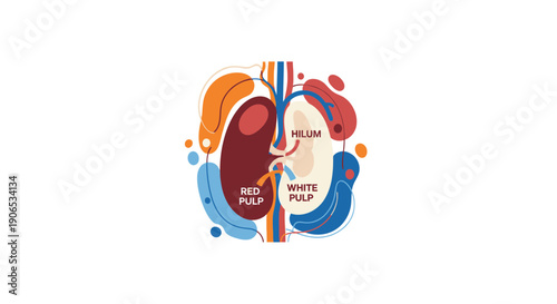 Human kidney anatomy illustration with colorful abstract elements.