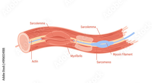 Detailed anatomical diagram of a muscle fiber structure.