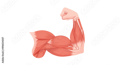 Anatomical illustration of a flexed bicep muscle.