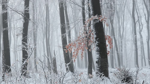ree with red leaves during winter inside foggy forest