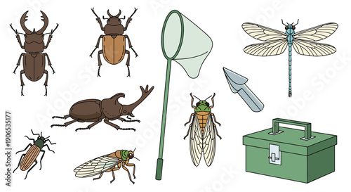 A set of detailed illustrations for insect collecting, including various beetles, a dragonfly, a cicada, a net, and a specimen box.