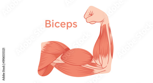 Anatomy of a flexed biceps muscle.