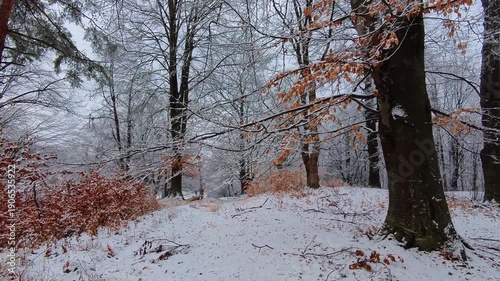 Walking through a fairytale winter forest with red leaves on the trail. Snow in the forest