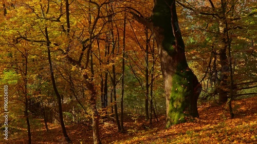 Big tree inside countryside forest during sunny autumn day. Leaves falling down. Romantic landscape