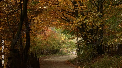 Road into the forest. Autumn with falling leaves. Countryside road during autumn