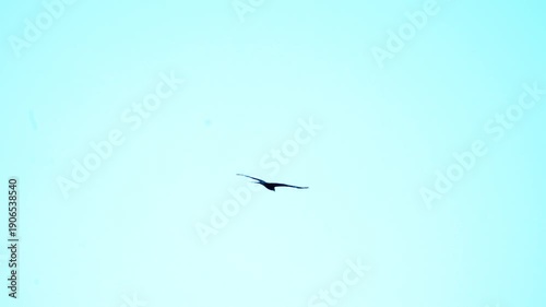 Eagle Soaring High in Bright Blue Sky