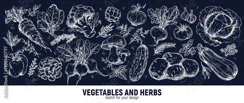 Big set of popular vegetables and herbs. Hand-drawing sketches
