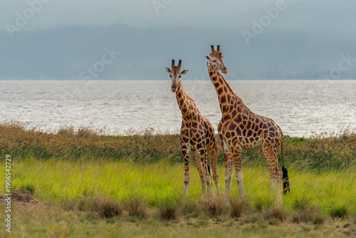 Photography Two Rothschild's giraffe  (camelopardalis camelopardalis) walking in National park Murchison Falls, Uganda, Africa