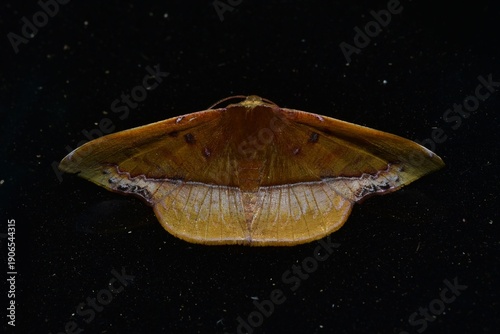 Closeup of a beauttiful Moth in nature, Thailand. Fascellina clausaria moth.