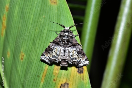 Closeup of a beauttiful Moth in nature, Thailand. Macro image of a colorful moth.