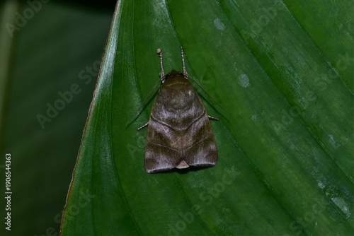 Closeup of a beauttiful Moth in nature, Thailand. Macro image of a colorful moth.
