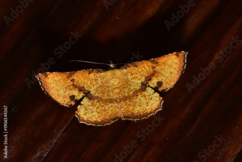 Closeup of a beauttiful Moth in nature, Thailand. Corymica deducta moth.