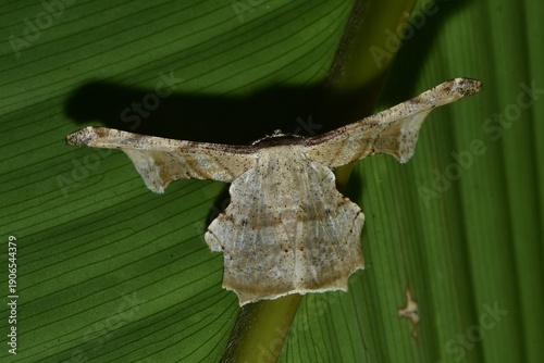 Closeup of a beauttiful Moth in nature, Thailand. Macro image of a colorful moth.