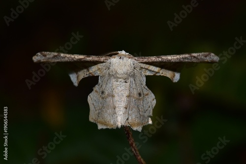 Closeup of a beauttiful Moth in nature, Thailand. Macro image of a colorful moth.